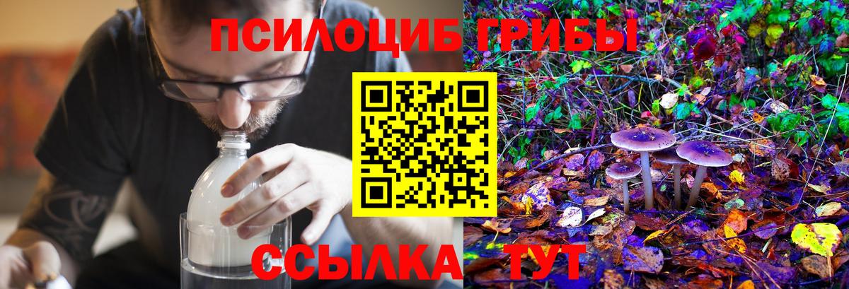 Псилоцибиновые грибы Psilocybe Красногорск